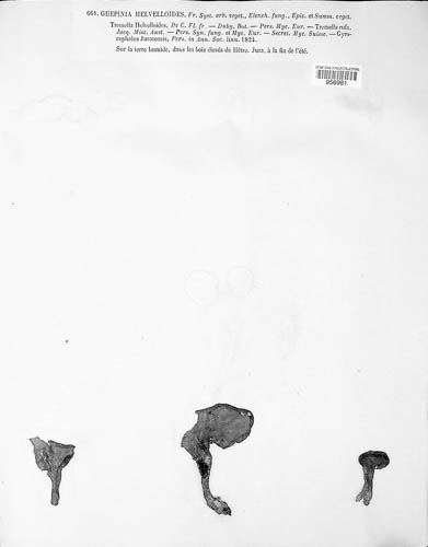 Guepinia image
